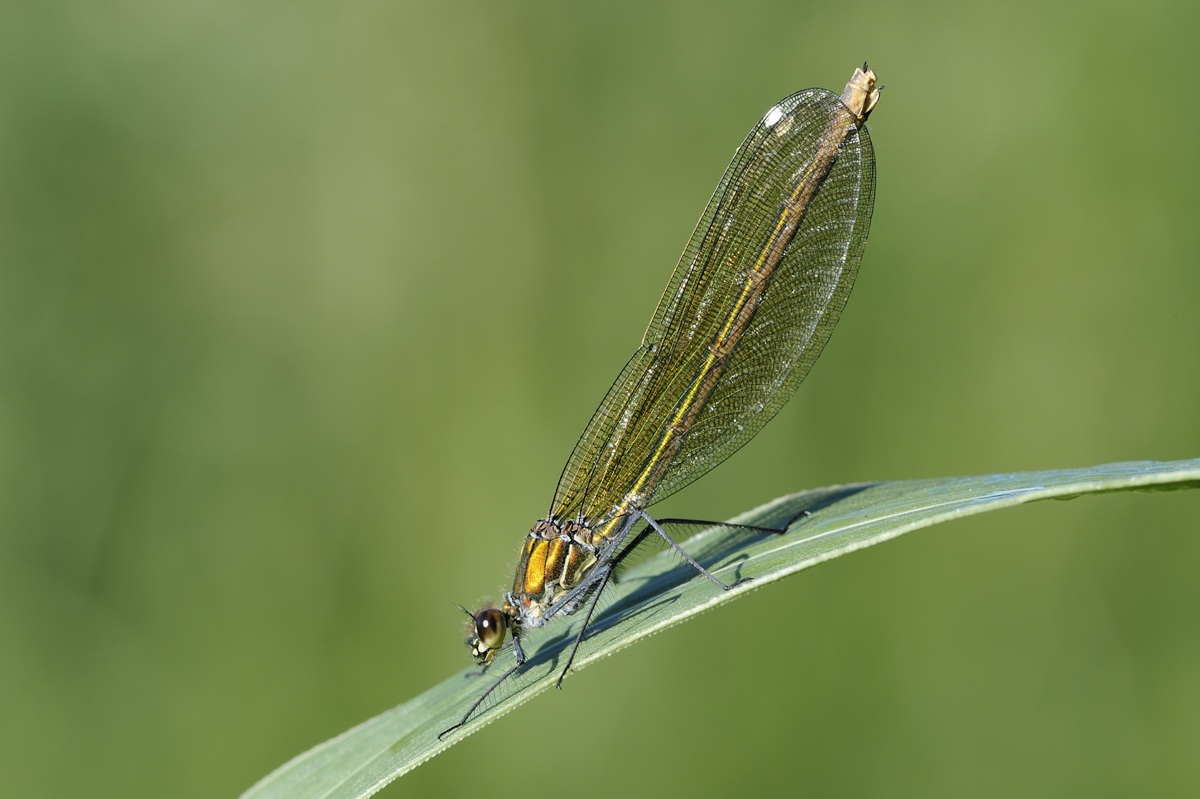 Calopteryx splendens?